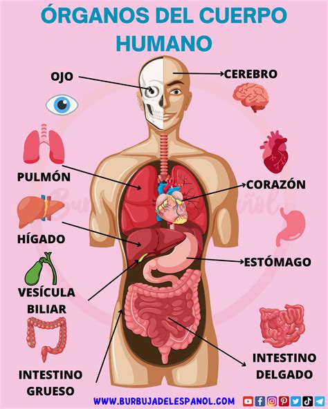 Esquema de los órganos emuntorios del cuerpo humano