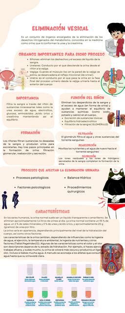 Infografía comparativa de la eliminación de grasa: pulmones vs. otros fluidos