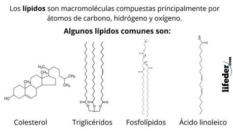 infografía sobre la estructura química básica de los lípidos y su clasificación