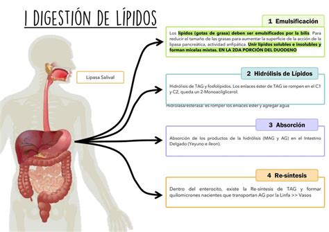 diagrama del proceso de digestión y absorción de lípidos en el intestino