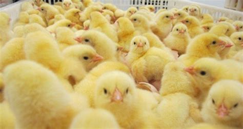 Pollitos de engorde consumiendo alimento en sus primeros días.