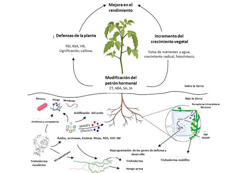 Esquema del proceso de micoparasitismo de Trichoderma contra hongos patógenos, mostrando la secreción de enzimas y la interacción celular.