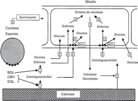 Diagrama que ilustra los productos de la hidrólisis enzimática de residuos lignocelulósicos, destacando la liberación de azúcares simples.