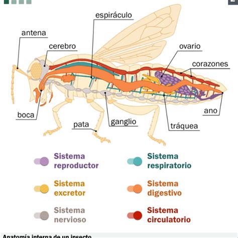 Diagrama detallado de la anatomía externa e interna de un artrópodo típico, destacando el exoesqueleto, apéndices y sistemas orgánicos.
