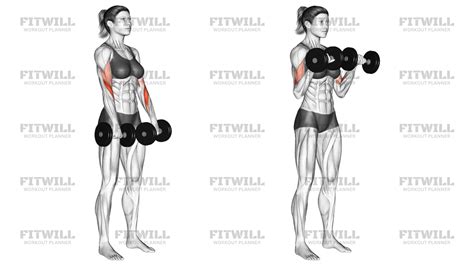 Una mujer mayor realizando un curl de bíceps con mancuernas.