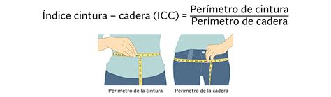 Diagrama mostrando la medición del perímetro de la cintura y la distinción entre grasa visceral y grasa subcutánea.