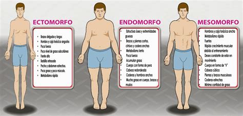 Gráfico comparativo de los somatotipos (ectomorfo, endomorfo, mesomorfo).