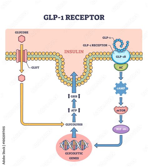 Representación esquemática de la molécula de semaglutida y su interacción con los receptores GLP-1 en el cerebro y el páncreas.