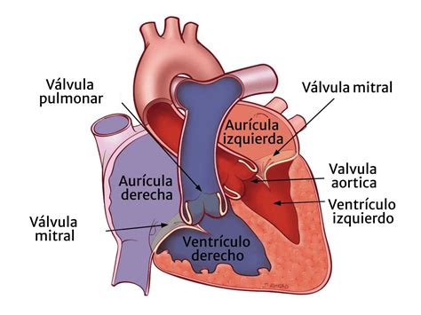 Diagrama anatómico del corazón humano mostrando sus cámaras y válvulas