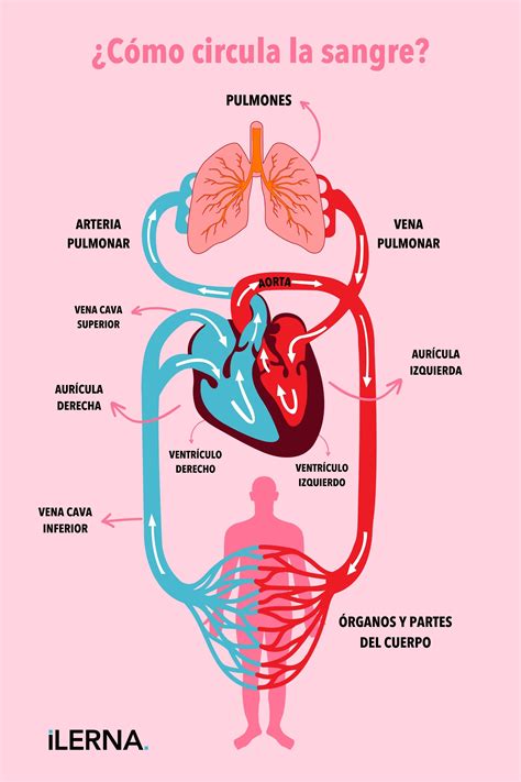 Infografía detallando el ciclo de la sangre a través de las cuatro cámaras del corazón y los pulmones