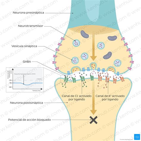 Ilustración esquemática del mecanismo propuesto para el desarrollo de osteopenia mediada por el receptor Pregnano X (PXR).