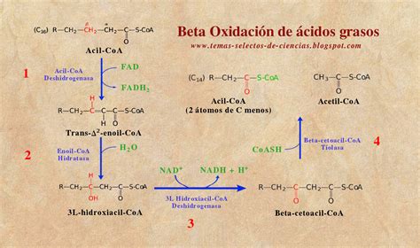 Representación gráfica de la beta-oxidación del ácido valproico y su interacción con la carnitina.