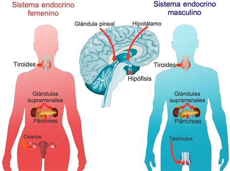 Ilustración médica que muestra la interacción entre el sistema endocrino y el metabolismo.