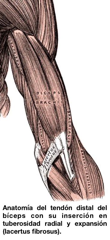 Diagrama anatómico del tendón distal del bíceps y su inserción en el radio.