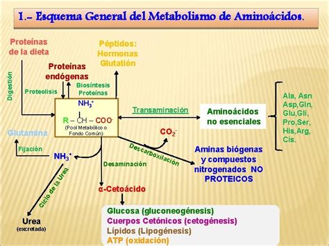 Esquema general del metabolismo de los compuestos nitrogenados en el cuerpo humano.