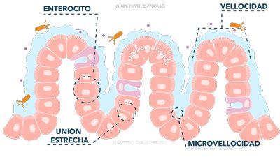 Diagrama del proceso de absorción de aminoácidos en el intestino.