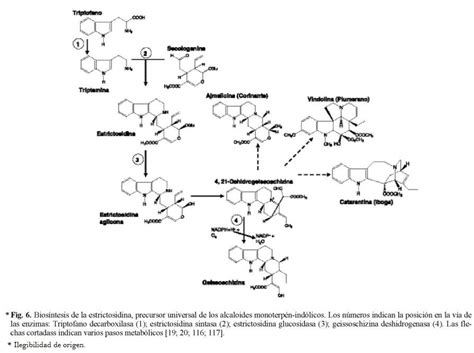 Diagrama esquemático de las etapas de la biosíntesis de alcaloides bencilisoquinolínicos (ABI).