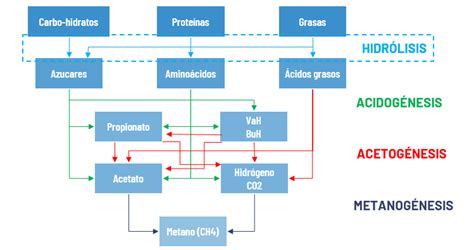 Diagrama que ilustra las fases de la digestión anaerobia: hidrólisis, acidogénesis, acetogénesis y metanogénesis.