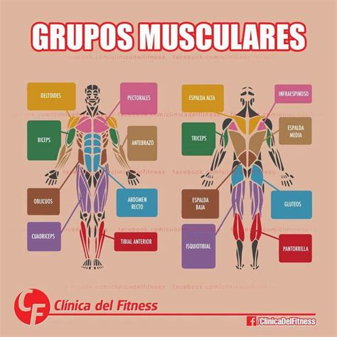 Infografía detallando los grupos musculares y los tipos de ejercicios para cada uno en una rutina de 5 días.