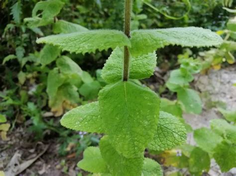 Ilustración detallada de la planta de hierbabuena, mostrando sus hojas y tallo.