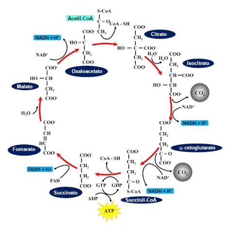 Representación esquemática del ciclo de Krebs en la matriz mitocondrial