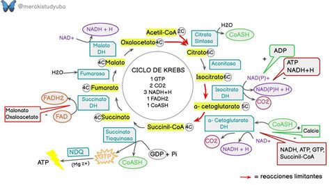 Diagrama detallado de las 8 reacciones del ciclo de Krebs