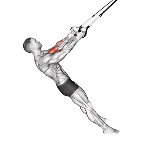 Ilustración detallada del ejercicio de Curl de Bíceps en TRX.