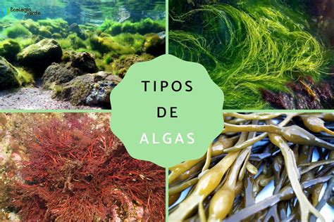 infografía mostrando diferentes tipos de algas marinas y sus usos estéticos