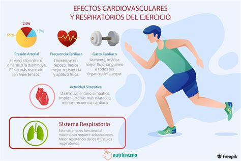 Infografía comparativa de los efectos del ejercicio aeróbico y el entrenamiento de fuerza en el metabolismo