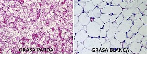 Representación esquemática de células de grasa blanca y parda.