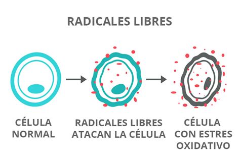 Esquema que ilustra el desequilibrio entre radicales libres y antioxidantes, conduciendo al estrés oxidativo.