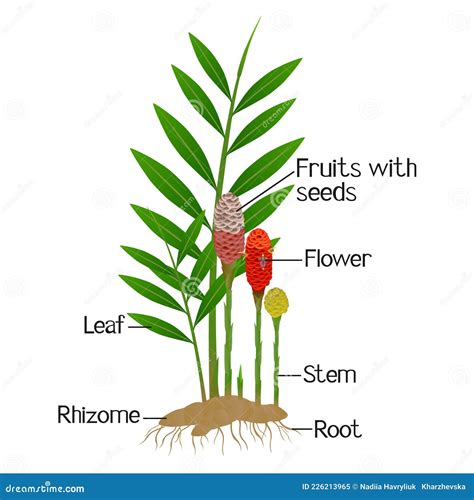 Ilustración de la planta de jengibre y su rizoma