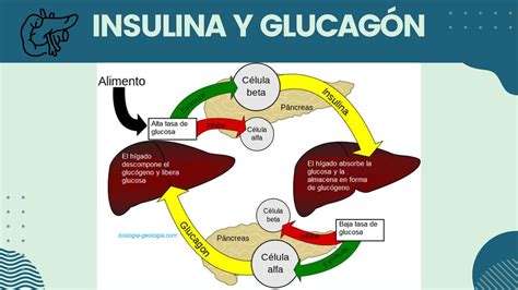 Infografía que ilustra los efectos de la insulina y el glucagón en el metabolismo
