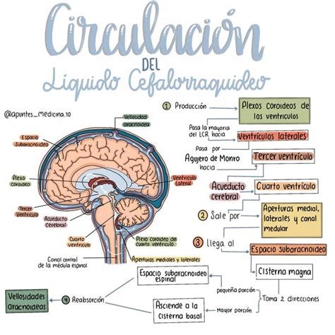 Esquema de la circulación del líquido cefalorraquídeo en el cerebro y la médula espinal.