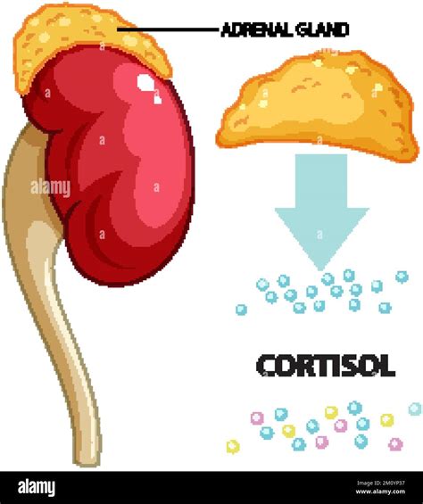 Ilustración esquemática de la glándula suprarrenal y la producción de cortisol.