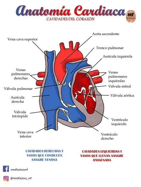 Esquema del corazón humano con sus cavidades y válvulas principales.