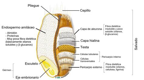 ilustración de un grano de trigo con énfasis en sus capas externas