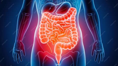 Ilustración esquemática del tracto digestivo humano, destacando el colon y el recto.