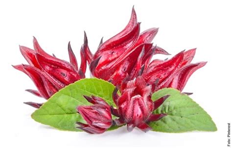 Ilustración de la flor de Jamaica con sus colores vibrantes.