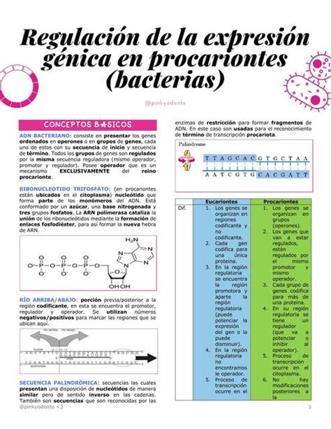 infografía comparativa de la expresión génica en jóvenes y adultos mayores durante el ejercicio