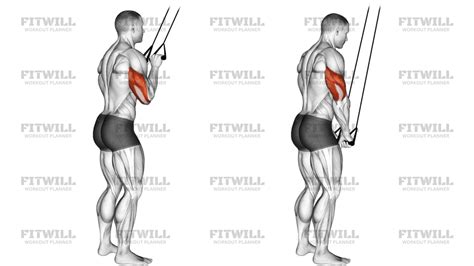 secuencia de ejercicios para tríceps con mancuerna y banda elástica