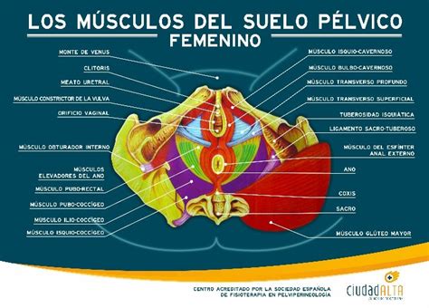 Infografía mostrando la anatomía del suelo pélvico y los músculos implicados en la danza del vientre
