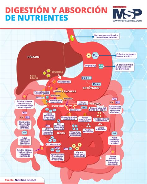 Infografía mostrando el balance de nutrientes en la comida húmeda para gatos con problemas digestivos.