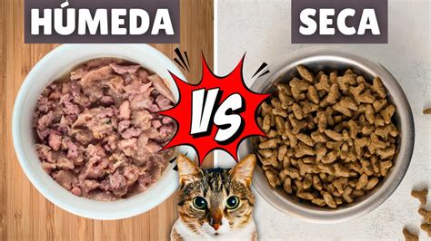 Ilustración comparativa de la saciedad entre comida seca y húmeda en gatos.