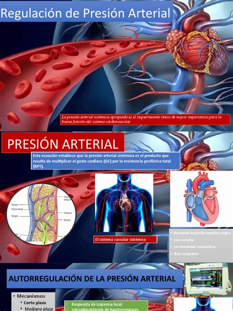 Ilustración esquemática del sistema circulatorio y la regulación de la presión arterial.
