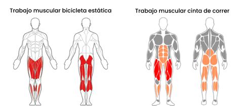 Ilustración de los músculos que trabajan al montar en bicicleta