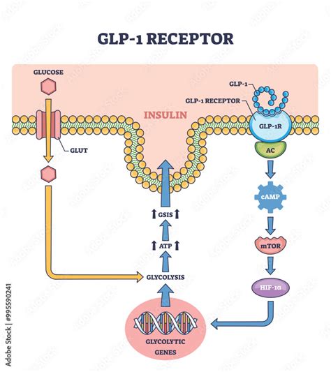 Representación gráfica de la molécula de tirzepatida y su interacción con los receptores GIP y GLP-1.