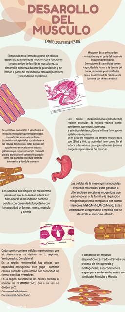 Gráfico que ilustra los beneficios del desarrollo muscular para la salud general y el rendimiento deportivo.