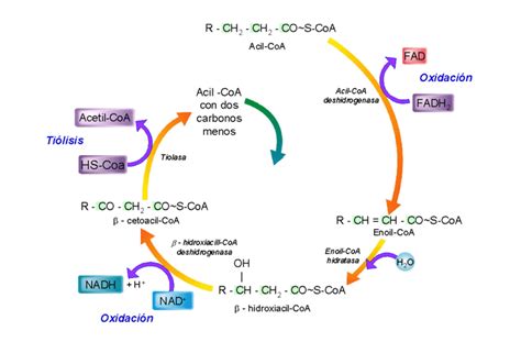 diagrama mostrando el proceso de movilización y oxidación de grasas con la acción de la L-Carnitina