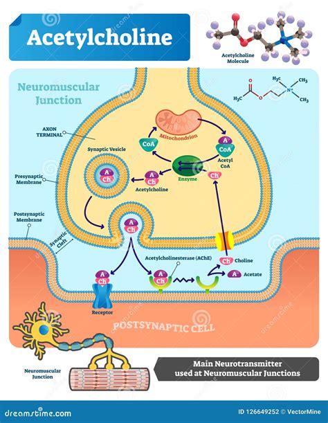 esquema del cerebro mostrando las áreas influenciadas por la acetilcolina y la colina